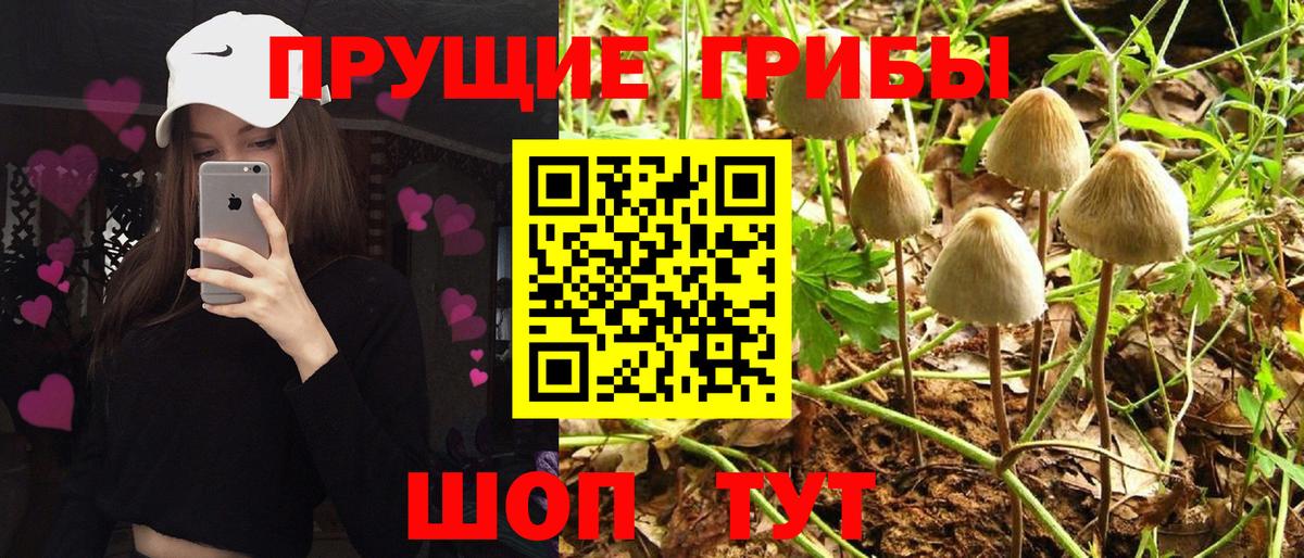 Галлюциногенные грибы Psilocybe  Асбест 